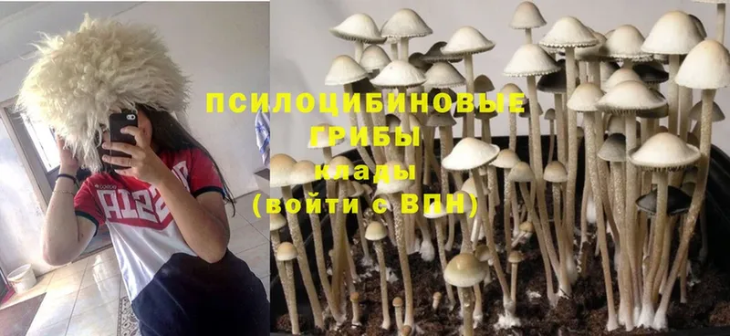 Псилоцибиновые грибы MAGIC MUSHROOMS  Елизово 